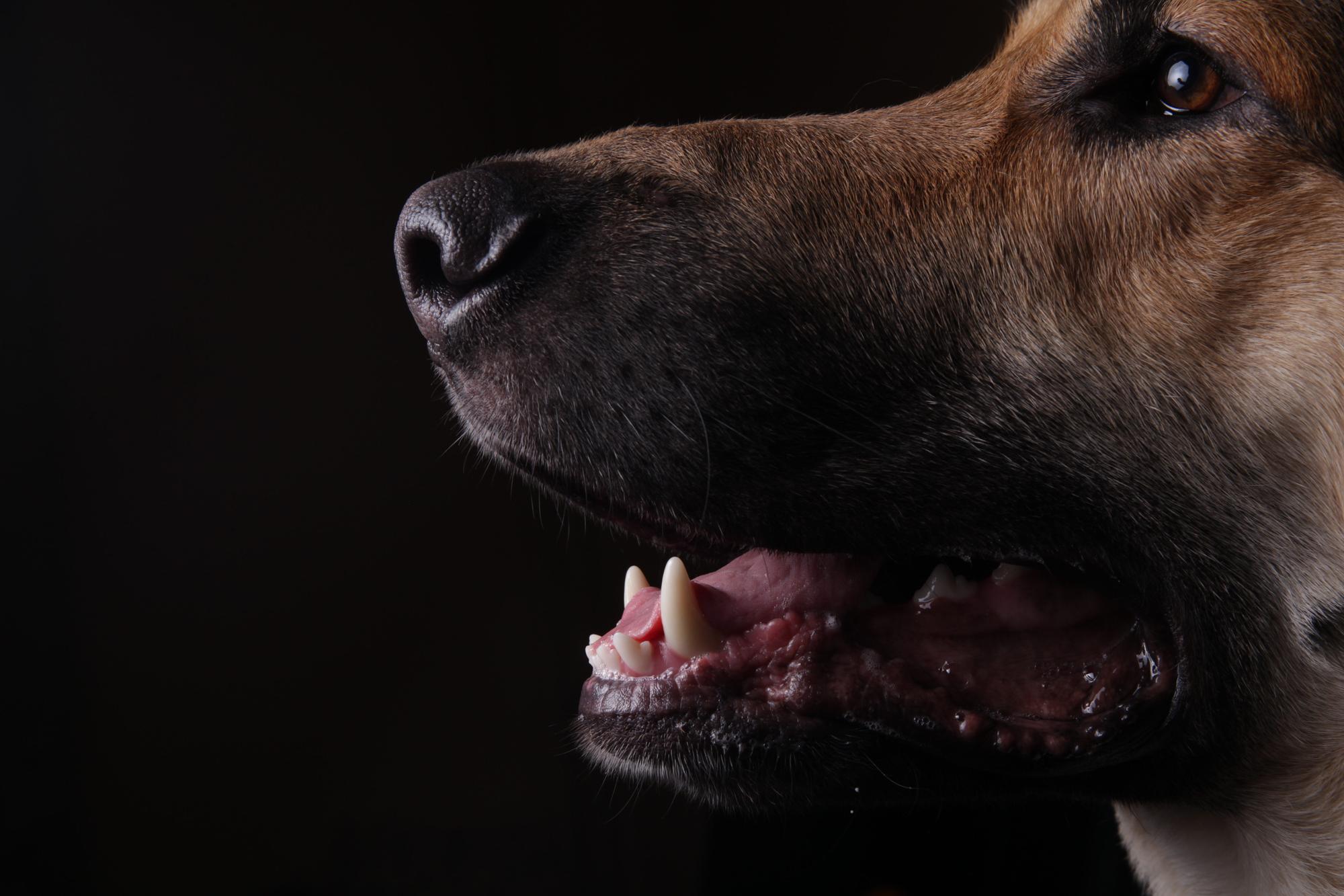 Aggressive dog showing teeth — Roseville dog bite lawyers