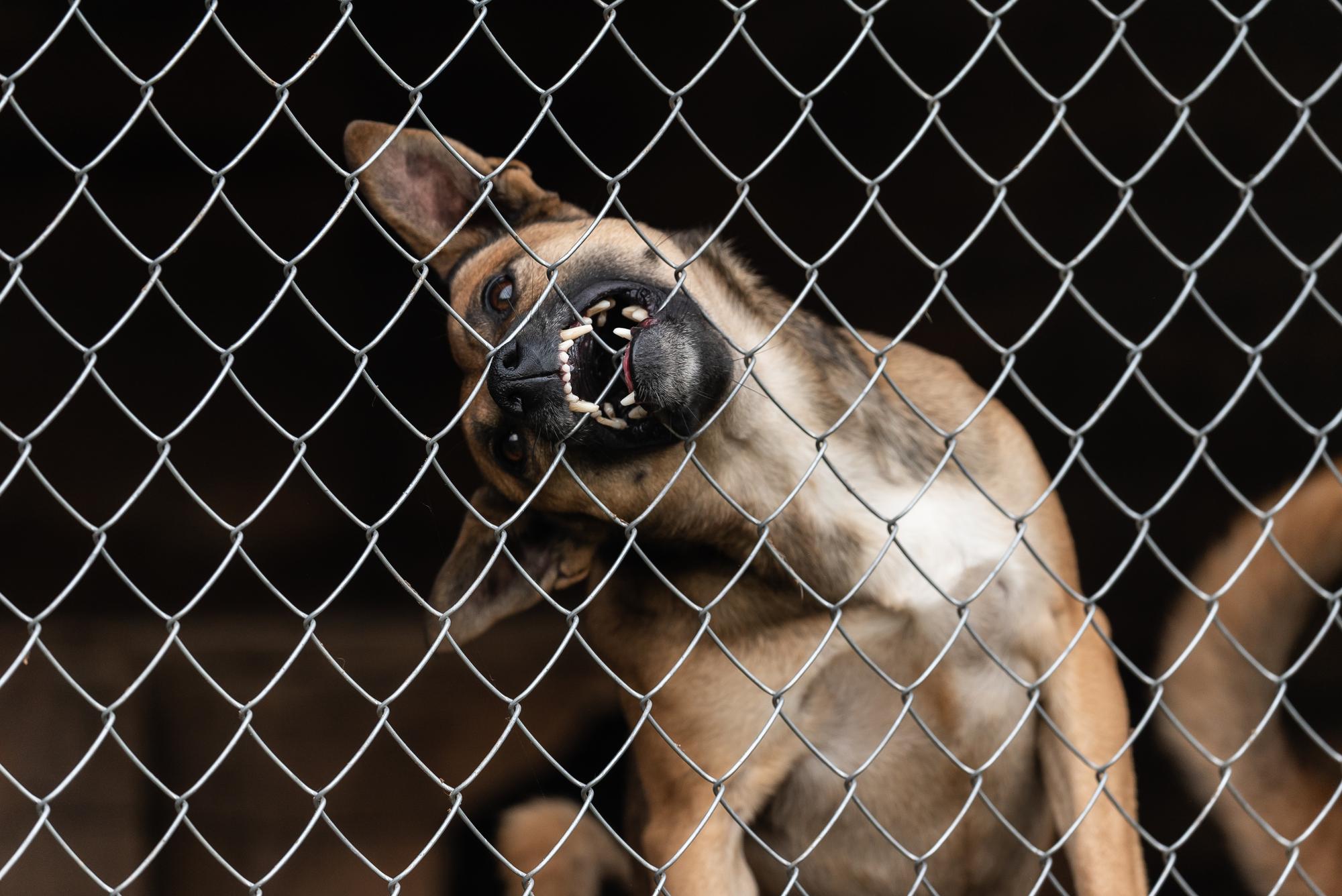 Aggressive animal — Roseville animal attack lawyers