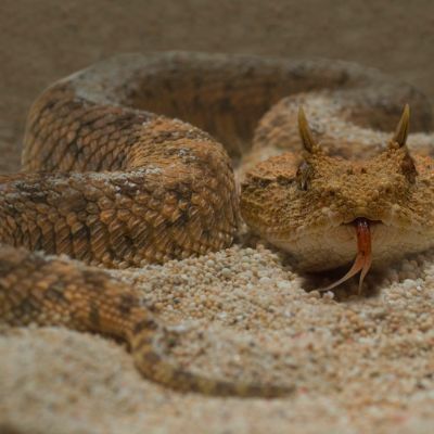 Animal Attack Lawyer Sacramento CA Gingery
