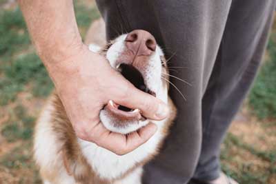 Contact A Dog Bite Attorney In San Diego